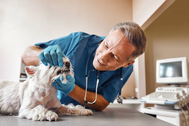 Best Emergency X-Rays and Diagnostics in Montgomery, IL